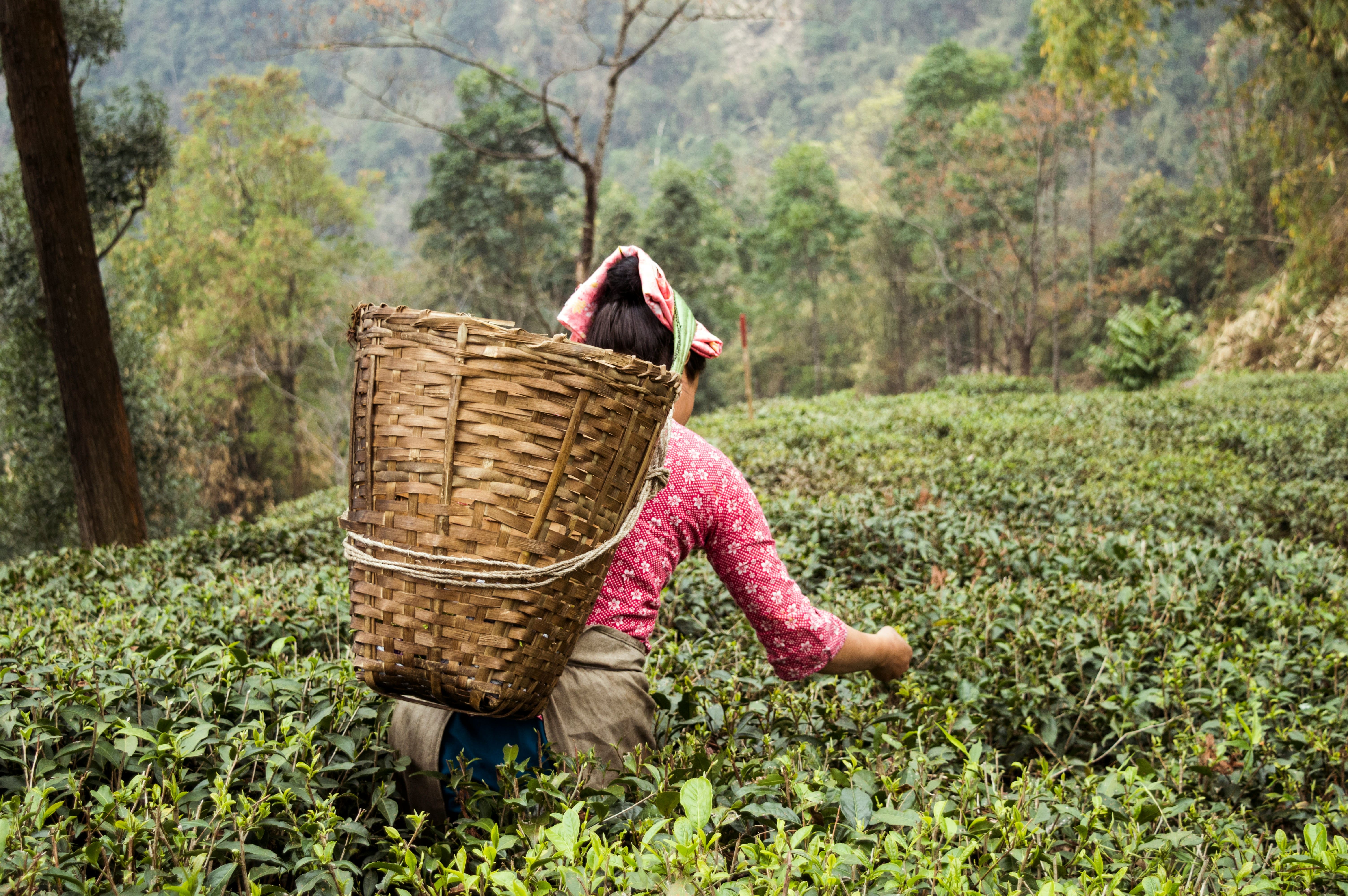 Darjeeling Places To Visit