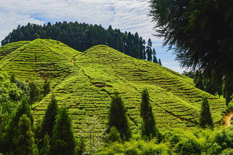 Sikkim to Darjeeling Tour