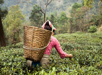 Darjeeling Places To Visit